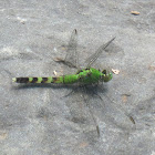 Eastern Pondhawk (Female)