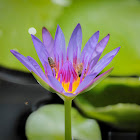 Star lotus