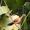 Grey-headed Chachalaca
