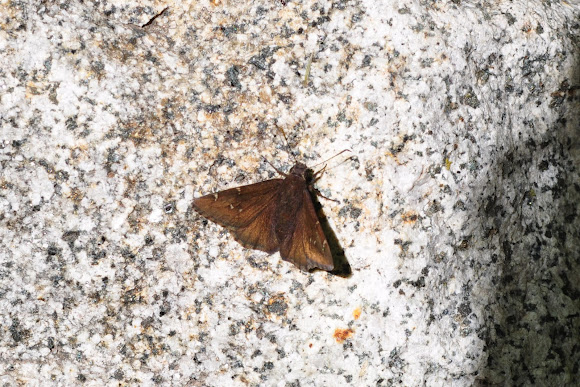 Spotting Image 1