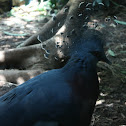 Western Crowned Pigeon
