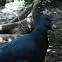 Western Crowned Pigeon