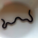 Island Blind Snake