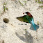 Blue throated bee-eater