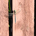 Lake Darner