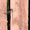 Lake Darner