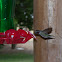 Anna's Hummingbird