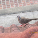 Spotted Dove