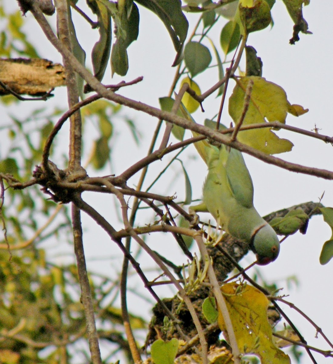 Green Parrot