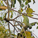 Green Parrot