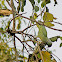 Green Parrot