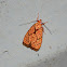 orange and brown moth