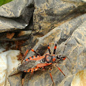 Assassin Bug