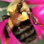 Bumble bee