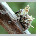 weevil