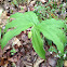 False Solomon's Seal
