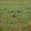 Northern Wheatear