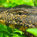 Water monitor