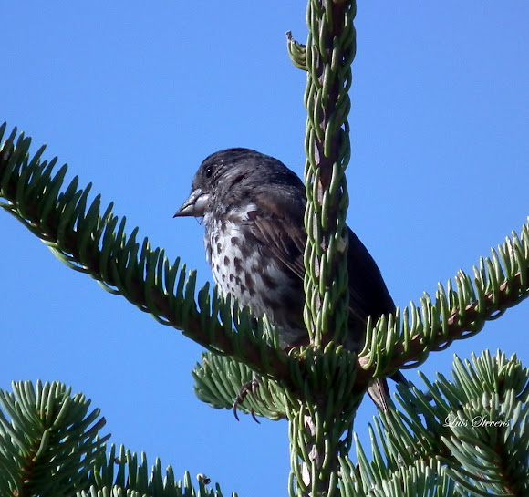 Spotting Image 1