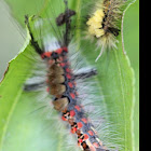 Raupe