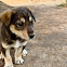 domestic dog