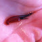 Fairy Shrimp