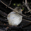 House Sparrow (Female)