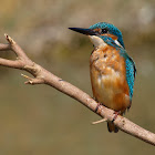 Martín pescador (Kingfisher)