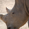 Southern White Rhino
