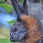 Grey-headed Flying Fox