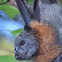 Grey-headed Flying Fox