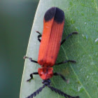Large Eyes Lycid Beetle
