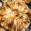 Fungi