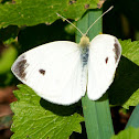 Small White