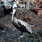 Brown Pelican