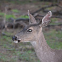 Mule deer