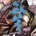 Blue Fern