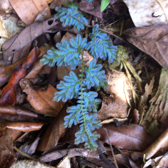 Spotting Image 1