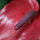 Boy Flower
