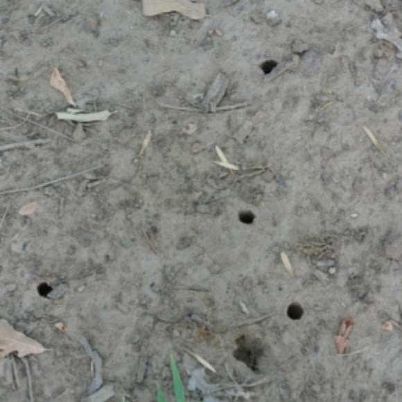 Spotting Image 1