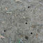 Cicada emergence holes
