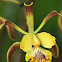 Encyclia alata