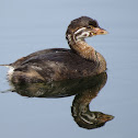Pied-billed Grebe