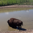 American buffalo