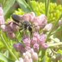 scorpion fly