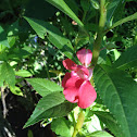 Camellia, balsam