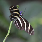 Zebra Longwing