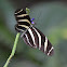 Zebra Longwing