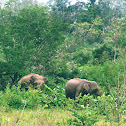 Sri Lankan elephant