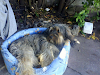Busco Novia Para Mi Perro Choco